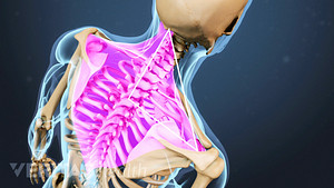 Medical illustration of the upper back with the trapezius highlighted