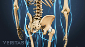 Posterior view of the lumbar spine and pelvis.